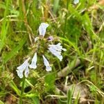 Salvia lyrataKukka