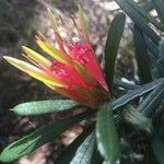 Lambertia formosa പുഷ്പം