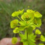 Euphorbia biumbellata Blomst
