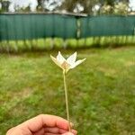 Nicotiana longiflora Квітка