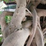 Ficus padana Other