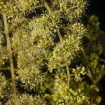 Vitis tiliifolia Blomma