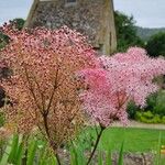 Filipendula rubra Flor