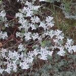 Tidestromia lanuginosa Flower