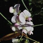 Lathyrus odoratus Flower