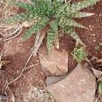 Aloe lateritia Yaprak