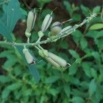 Baptisia alba Frukto