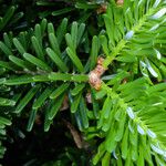 Abies koreana Leaf