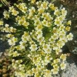 Saxifraga muscoides Fula