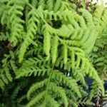 Dryopteris dilatata ഇല