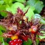 Rubus phoenicolasius Frucht