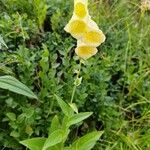 Digitalis grandifloraFiore