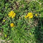 Helenium amarum Kvet