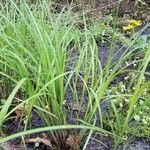 Carex stricta عادت