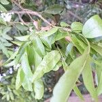 Myroxylon balsamum Leaf