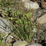 Cyperus flavidus Habitus