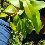 Syzygium guineense Blatt