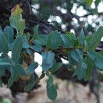 Quercus oblongifolia Leaf
