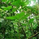 Paullinia rugosa Хабит