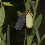 Crotalaria sagittalis Plod