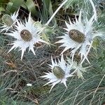 Eryngium giganteum Blüte