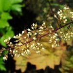 Heuchera villosa Kukka