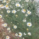 Anthemis cotula 花