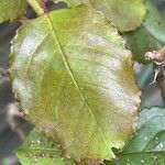 Rosa foetida Leaf
