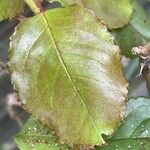 Rosa foetida Blad