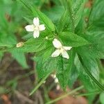 Epilobium roseum Flors
