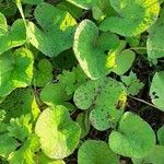 Petasites pyrenaicus Blatt
