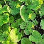 Petasites pyrenaicus Leaf