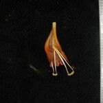 Aeschynanthus parviflorus Ovoce