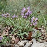 Prunella hyssopifolia Yeri