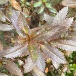 Haloragis erecta Leaf