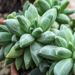 Pachyphytum compactum Liść