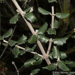 Ceanothus crassifolius Ліст