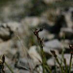 Carex glacialis Altul/Alta