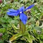 Gentiana verna ശീലം