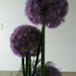 Allium nigrumΛουλούδι