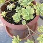 Sedum spathulifolium عادت داشتن