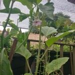 Solanum melongenaFlower