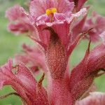 Orobanche elatior Çiçek