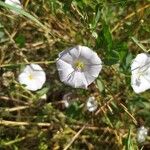 Convolvulus arvensisFlower