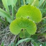 Ranunculus cassubicus葉