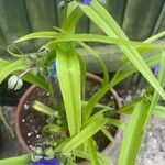 Tradescantia virginiana Hoja