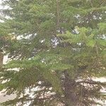 Cedrus libani Blad