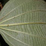 Miconia granatensis Leaf