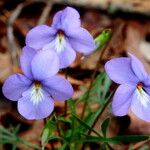 Viola pedata Staniste