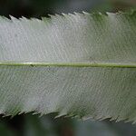 Stenochlaena tenuifolia পাতা
